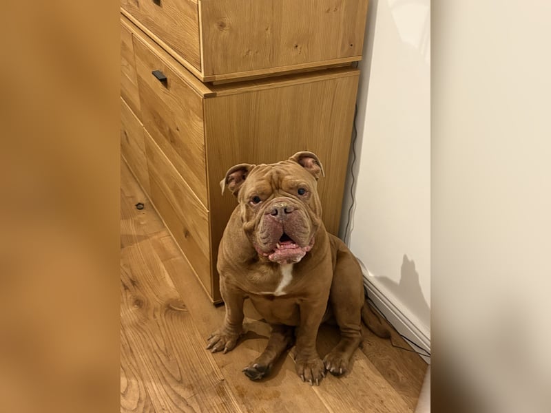 Eine old Englische Bulldogge