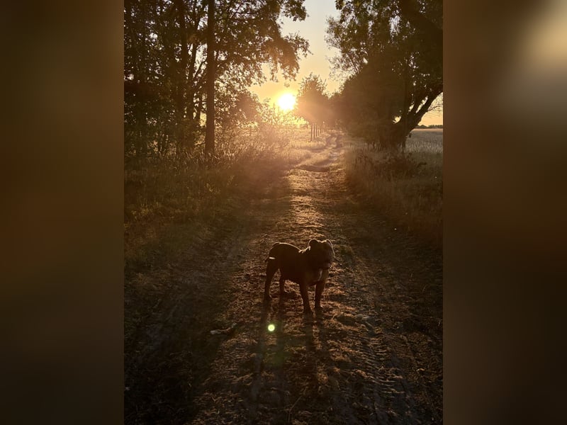 Eine old Englische Bulldogge