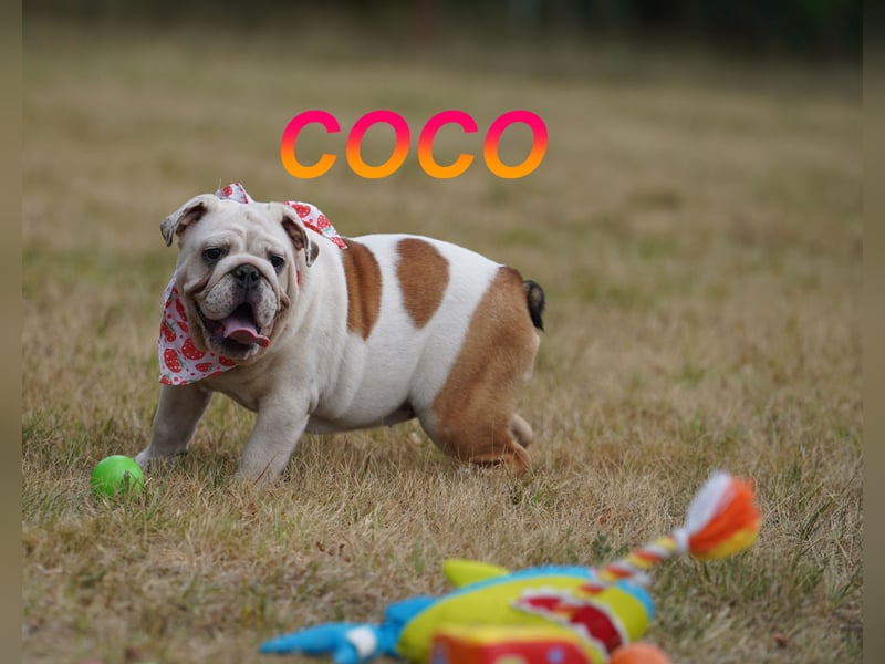 Gesunde Reinrassige Englische Bulldogge Welpen
