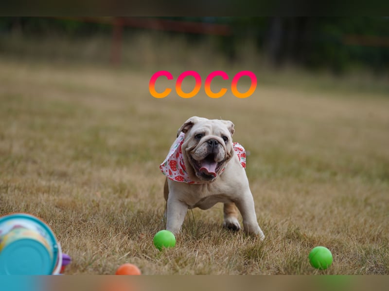 Gesunde Reinrassige Englische Bulldogge Welpen