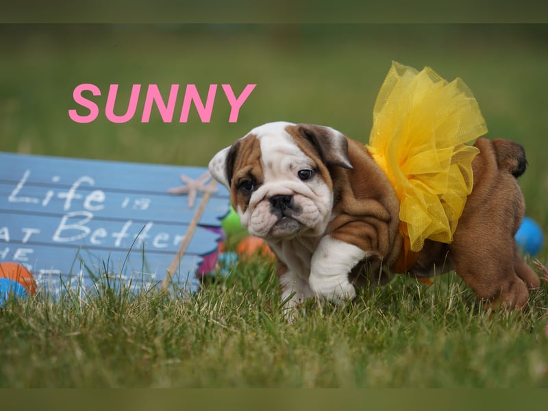 Gesunde, Reinrassige & Super Süße Englische Bulldogge Welpen