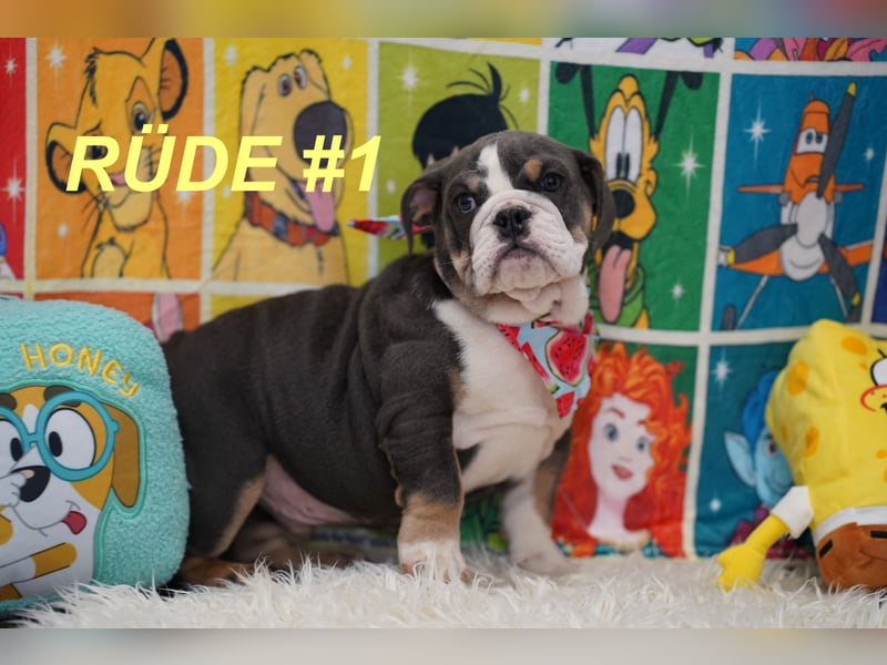 Gesunde Reinrassige Englische Bulldogge Welpen