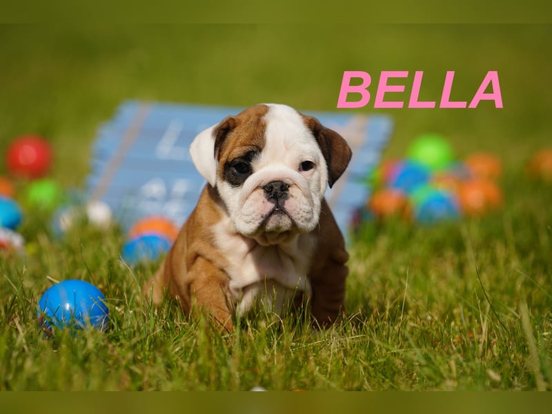 Gesunde, Reinrassige & Super Süße Englische Bulldogge Welpen