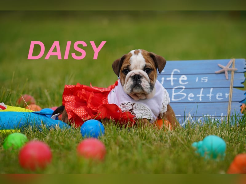 Gesunde, Reinrassige & Super Süße Englische Bulldogge Welpen