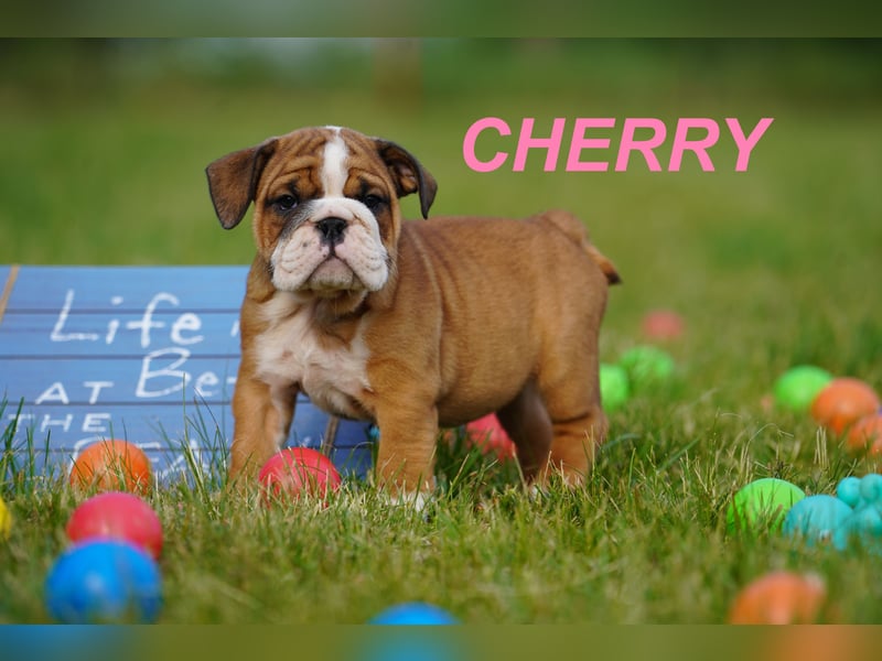 Gesunde, Reinrassige & Super Süße Englische Bulldogge Welpen