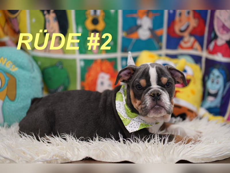 Gesunde Reinrassige Englische Bulldogge Welpen