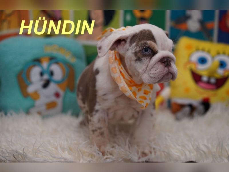 Gesunde Reinrassige Englische Bulldogge Welpen