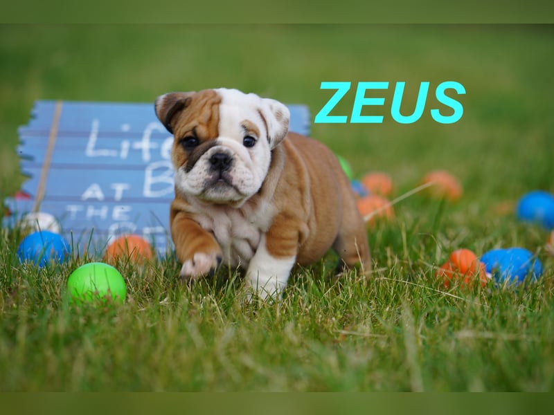 Gesunde, Reinrassige & Super Süße Englische Bulldogge Welpen