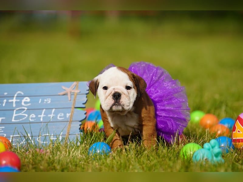 Gesunde, Reinrassige & Super Süße Englische Bulldogge Welpen