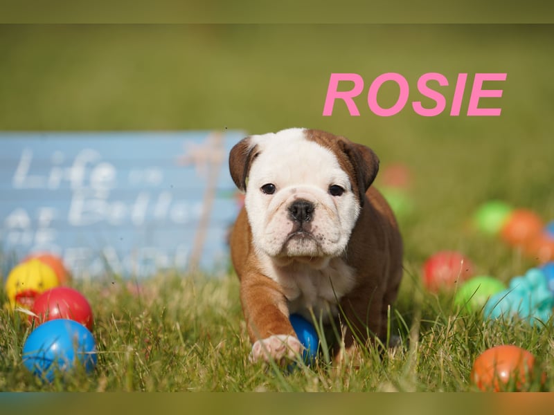 Gesunde, Reinrassige & Super Süße Englische Bulldogge Welpen
