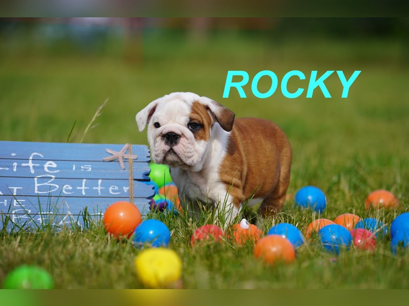 Gesunde, Reinrassige & Super Süße Englische Bulldogge Welpen