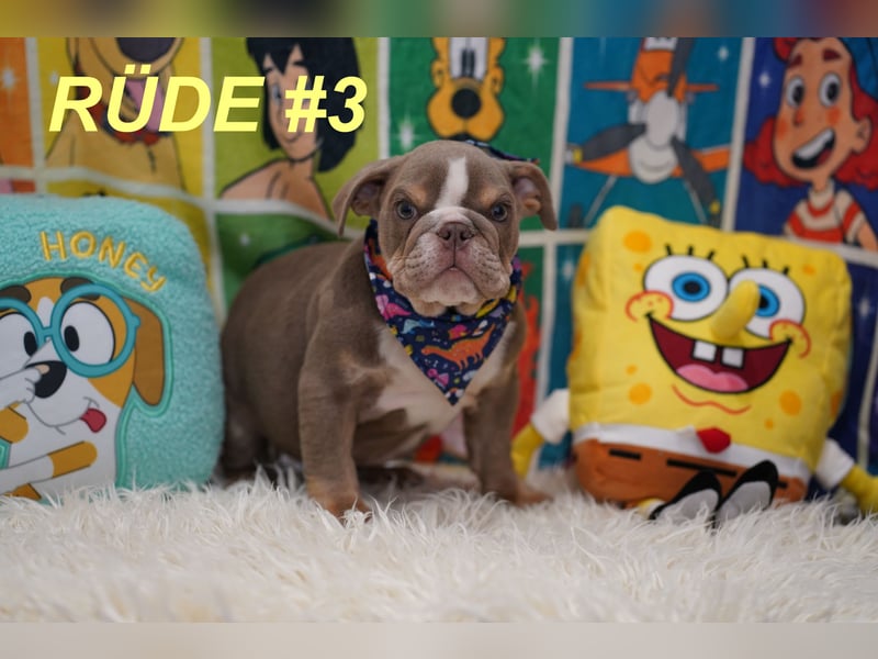 Gesunde Reinrassige Englische Bulldogge Welpen