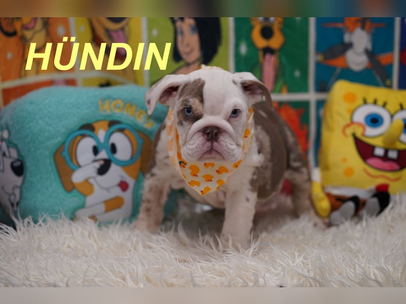 Gesunde Reinrassige Englische Bulldogge Welpen