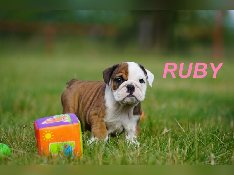 Gesunde, Reinrassige & Super Süße Englische Bulldogge Welpen