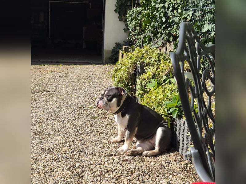 Herzenshund Sally sucht ihr Für-immer-Zuhause 