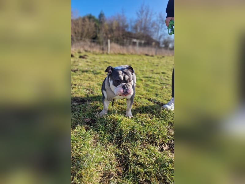 Herzenshund Sally sucht ihr Für-immer-Zuhause 