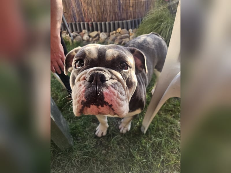 Herzenshund Sally sucht ihr Für-immer-Zuhause 