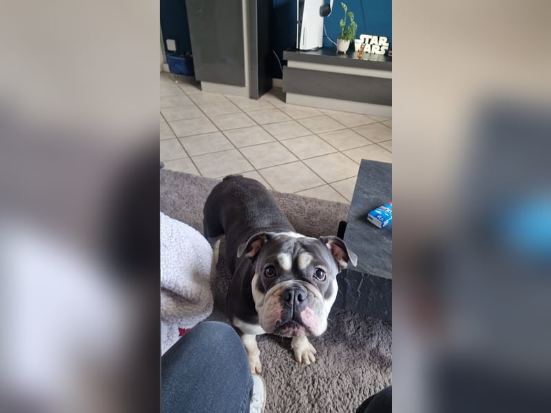 Herzenshund Sally sucht ihr Für-immer-Zuhause 