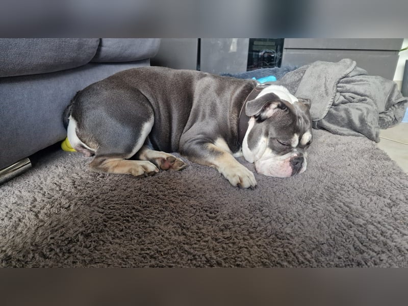 Herzenshund Sally sucht ihr Für-immer-Zuhause 