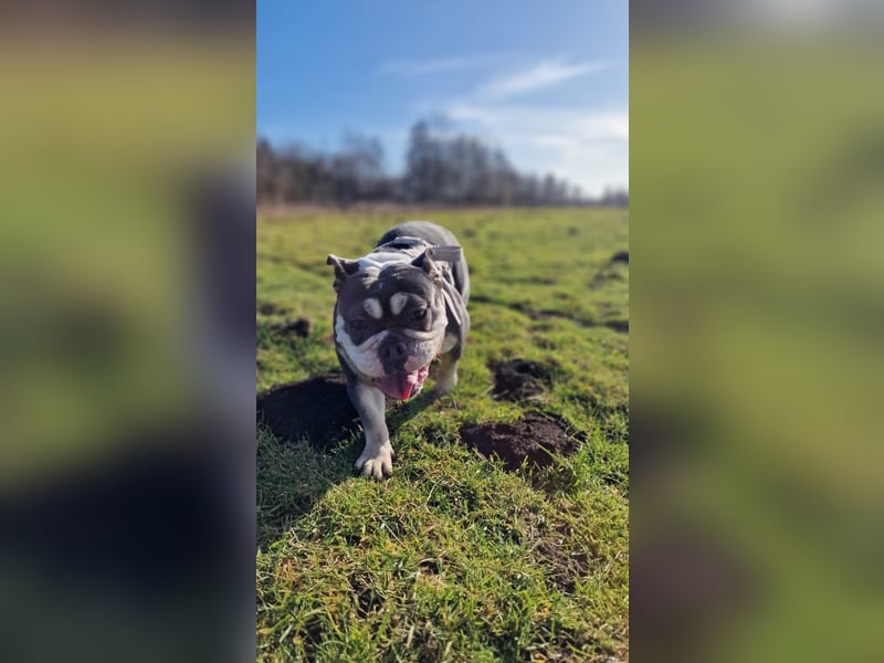 Herzenshund Sally sucht ihr Für-immer-Zuhause 