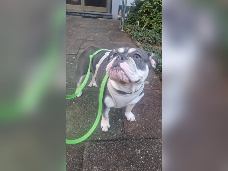 Herzenshund Sally sucht ihr Für-immer-Zuhause 