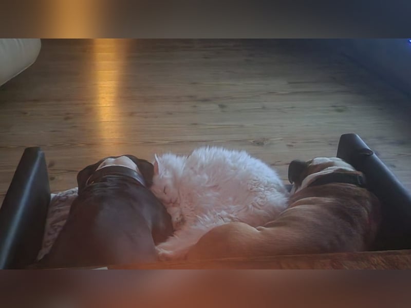 Herzenshund Sally sucht ihr Für-immer-Zuhause 