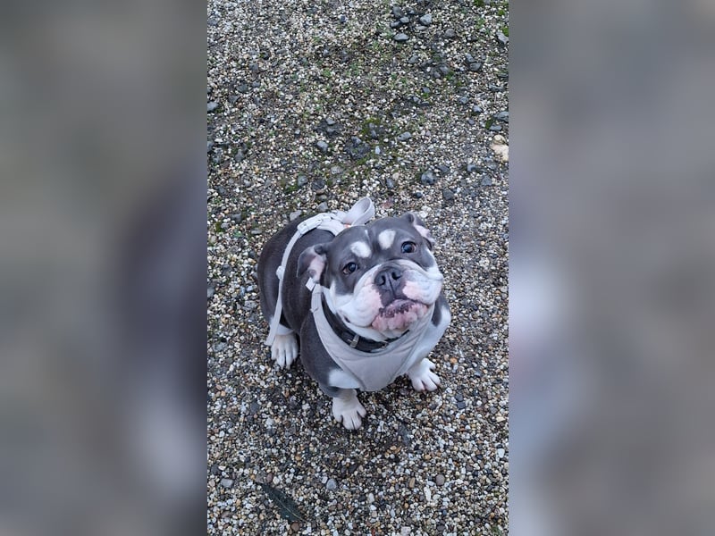 Herzenshund Sally sucht ihr Für-immer-Zuhause 