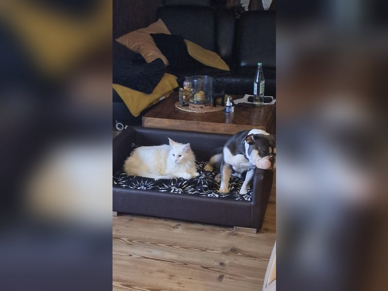 Herzenshund Sally sucht ihr Für-immer-Zuhause 