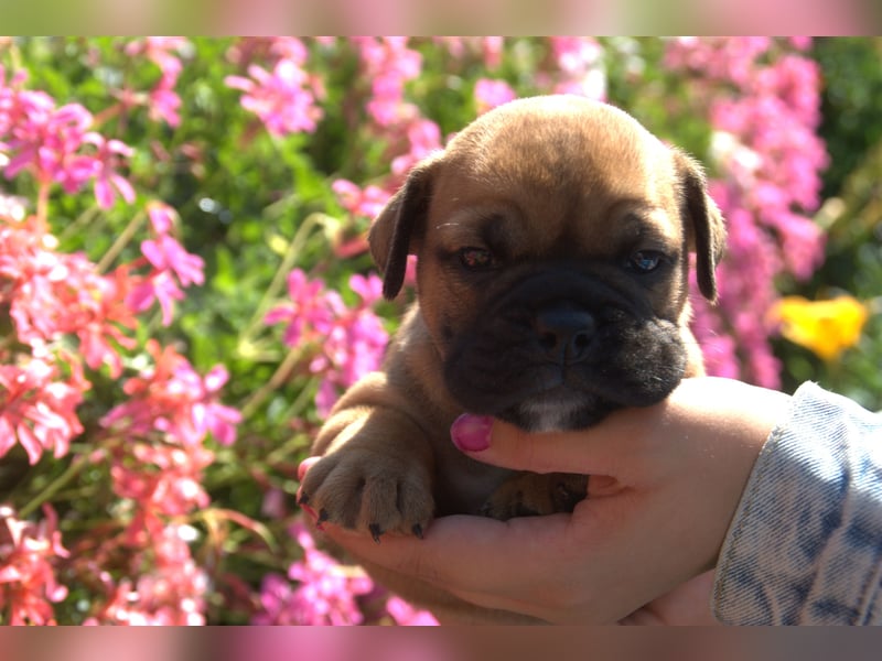 Continental Bulldog Welpen vom Zwieseltal