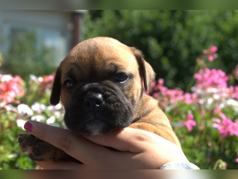 Continental Bulldog Welpen vom Zwieseltal