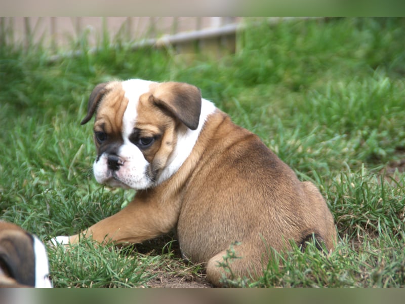 English Bulldog alternativ - Bulldogs vom Zwieseltal