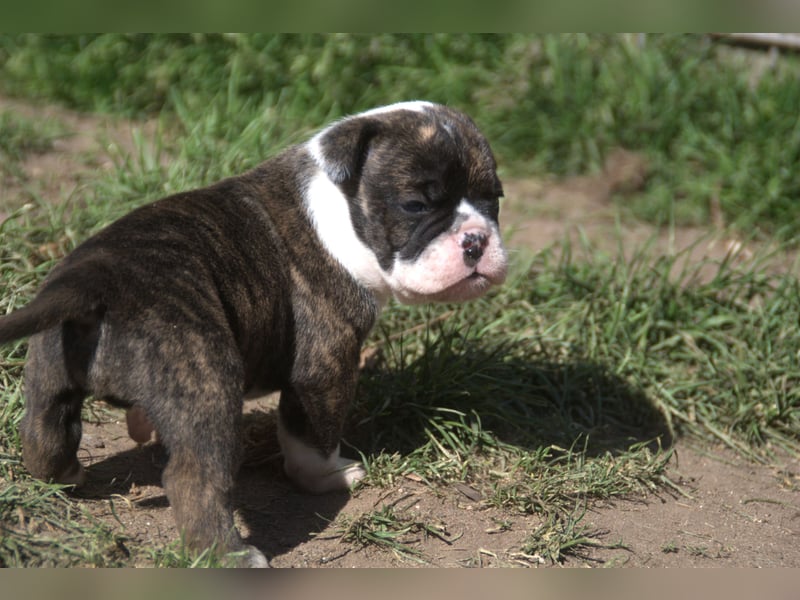 English Bulldog alternativ - Bulldogs vom Zwieseltal
