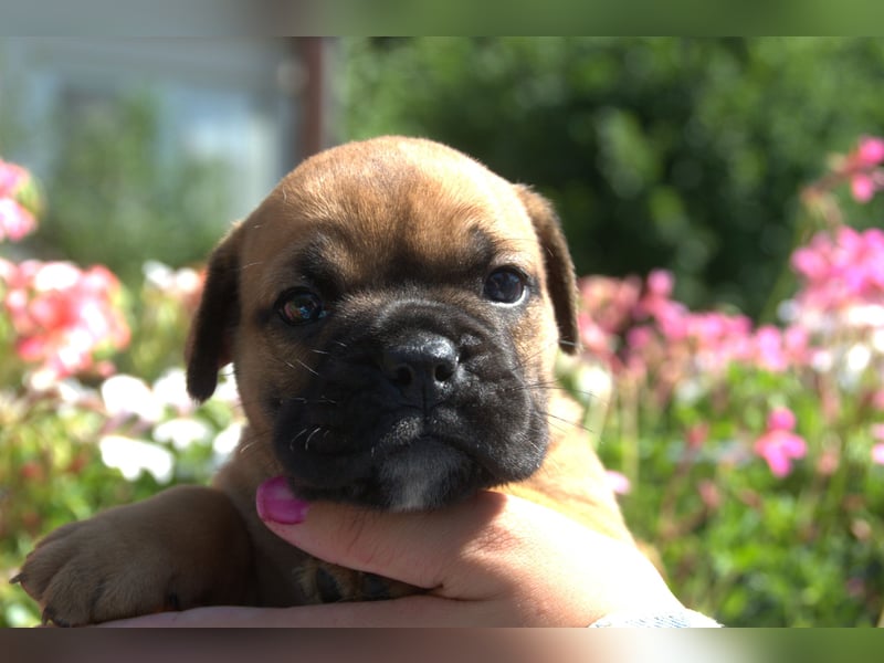 Continental Bulldog Welpen vom Zwieseltal