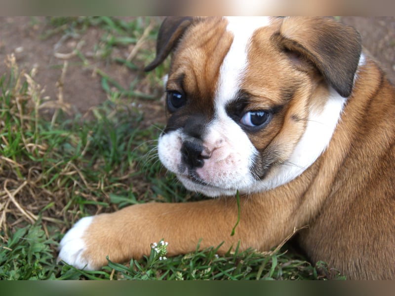 English Bulldog alternativ - Bulldogs vom Zwieseltal
