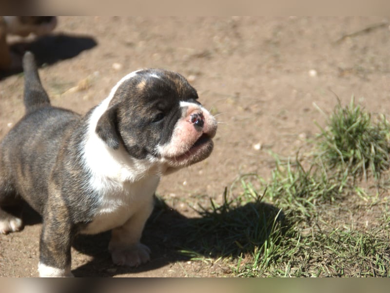 English Bulldog alternativ - Bulldogs vom Zwieseltal
