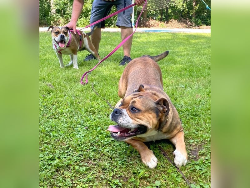 Continental Bulldog Welpen vom Zwieseltal