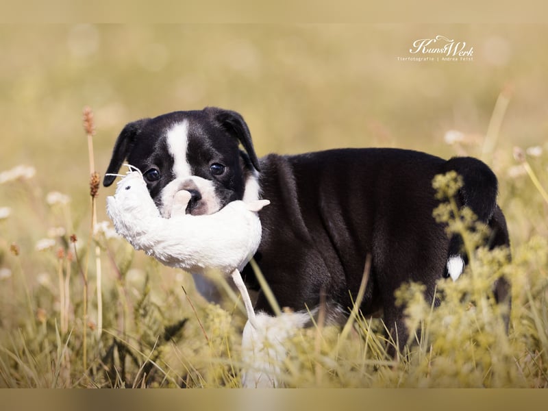 Continental Bulldog Welpen vom Zwieseltal