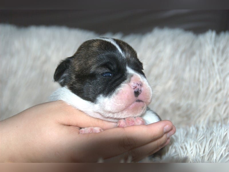 Bulldogs vom Zwieseltal