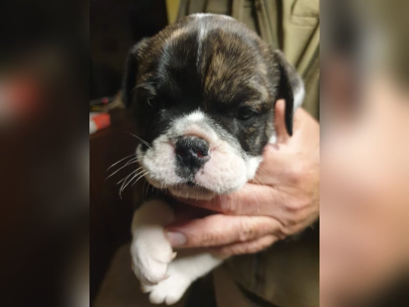 English Bulldog alternativ - Bulldogs vom Zwieseltal