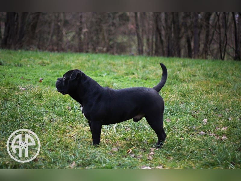 Continental Bulldog Welpen vom Zwieseltal