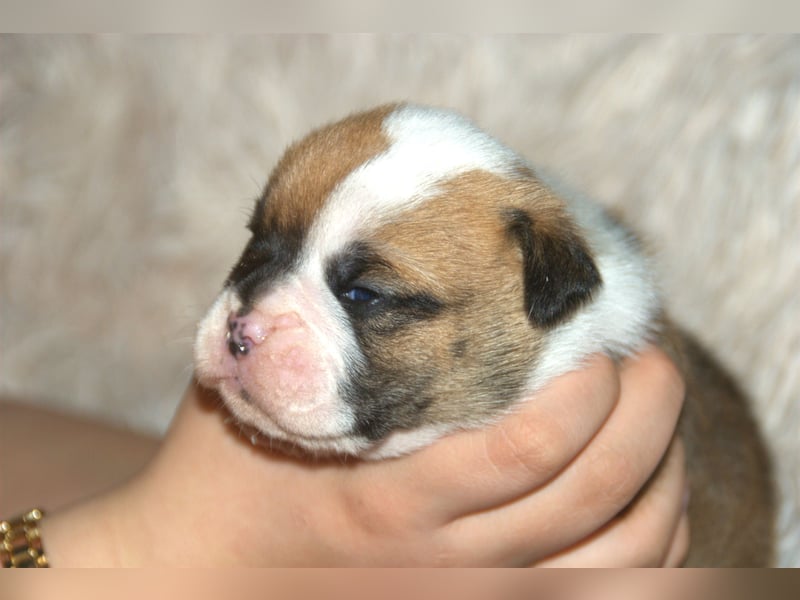 Bulldogs vom Zwieseltal