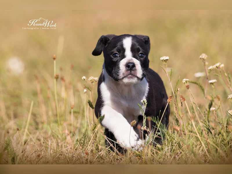 Continental Bulldog Welpen vom Zwieseltal