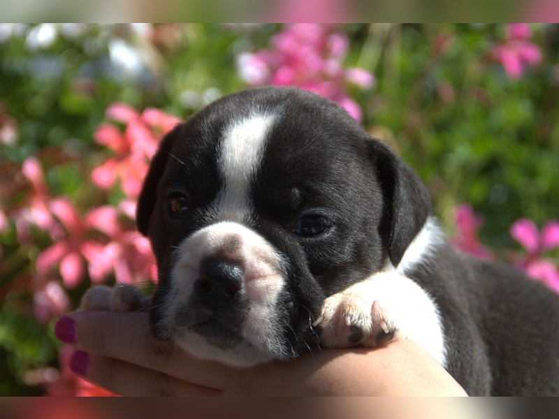 Continental Bulldog Welpen vom Zwieseltal