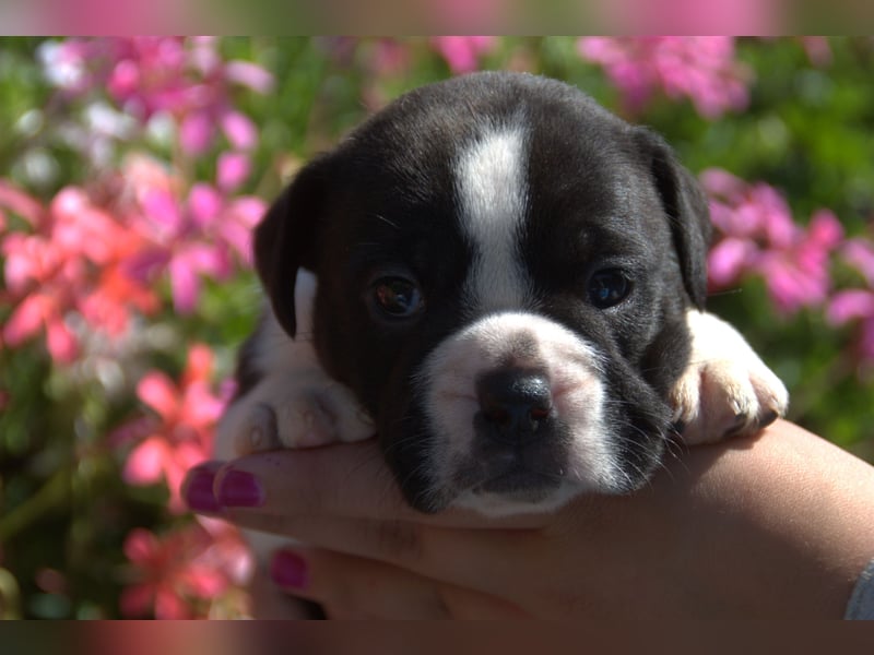Continental Bulldog Welpen vom Zwieseltal