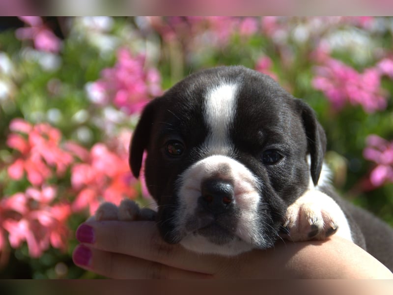 Continental Bulldog Welpen vom Zwieseltal