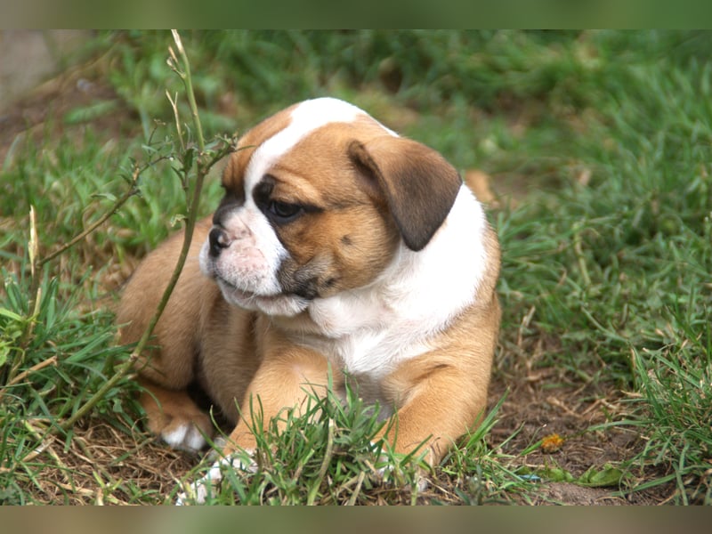 English Bulldog alternativ - Bulldogs vom Zwieseltal