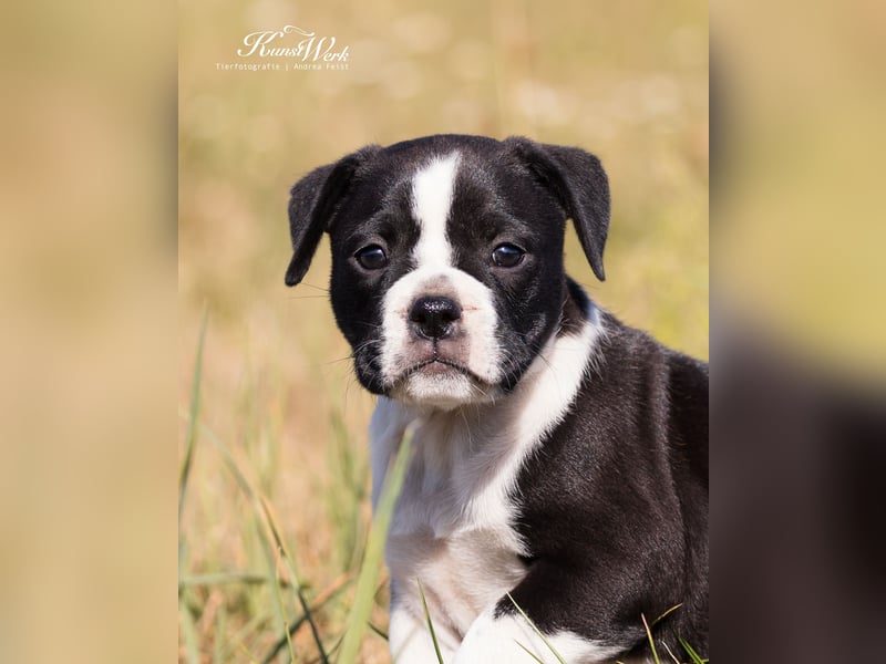 Continental Bulldog Welpen vom Zwieseltal