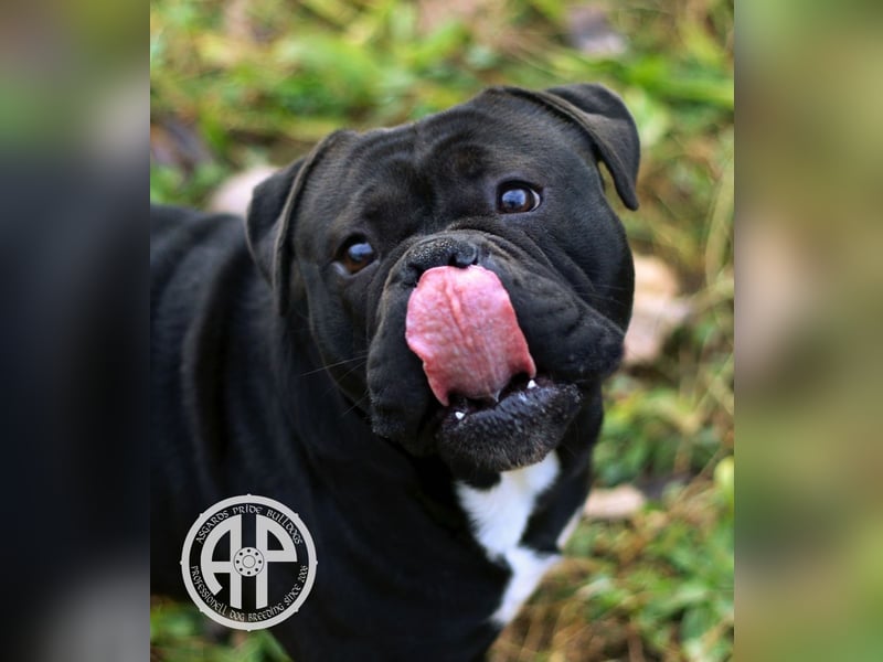 Continental Bulldog Welpen vom Zwieseltal