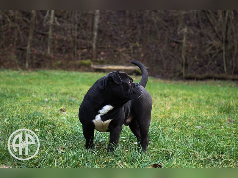 Continental Bulldog Welpen vom Zwieseltal