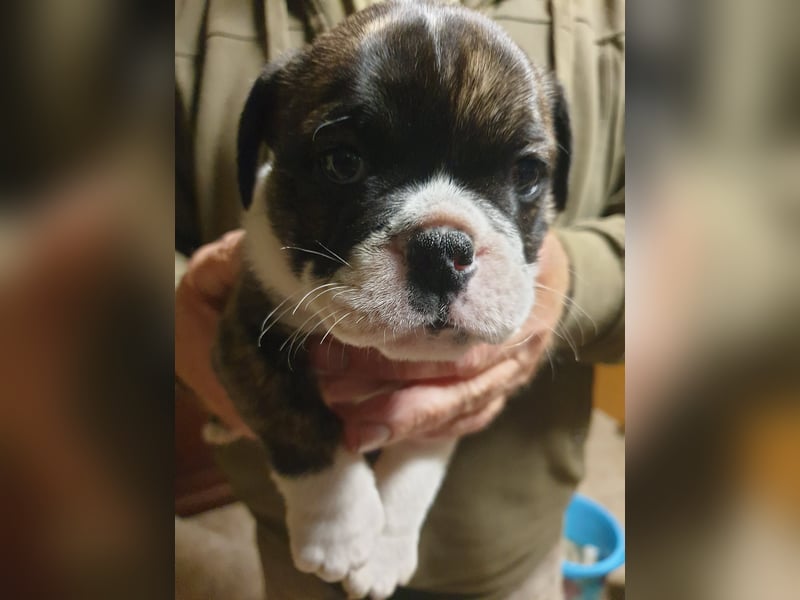 English Bulldog alternativ - Bulldogs vom Zwieseltal